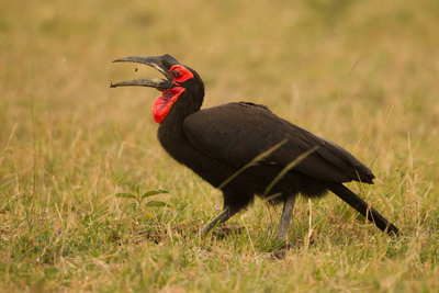 hornbill